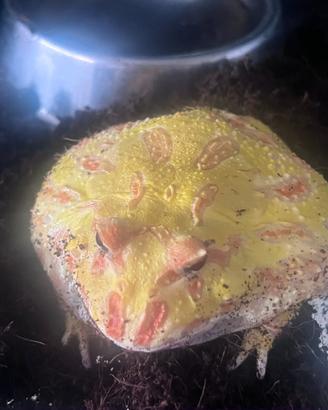 Rana pac man albino lime