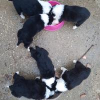 Cuccioli border collie