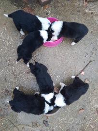 Cuccioli border collie
