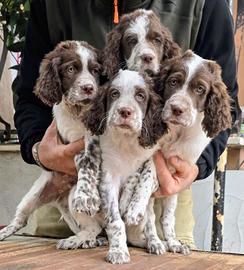 Setter inglese