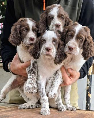 Setter inglese