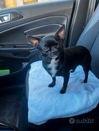 Chihuahua