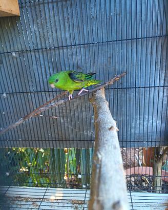 Coppia parrocchetti barrati