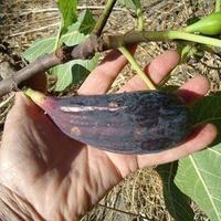 Fico da collezione ( varieta cigari )