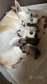 Chihuahua 2 mesi con vaccino