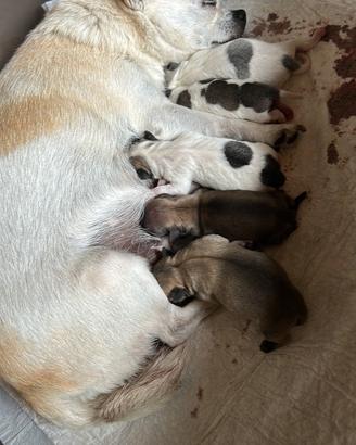 Chihuahua 2 mesi con vaccino