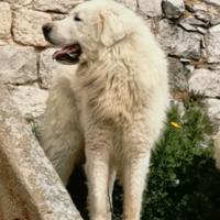 Pastore maremmano abruzzese