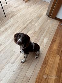 Springer Spaniel - Cucciola femmina 6 mesi
