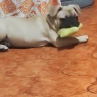 Bulldog francese