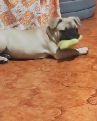 Bulldog francese
