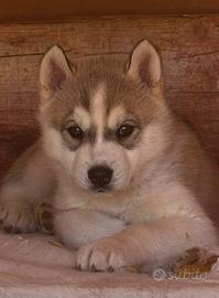 Siberian husky 50 giorni