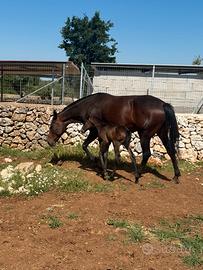 Trottatrice e puledro