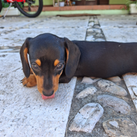 Cuccioli di bassotto