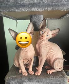 Canadian sphynx