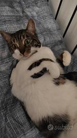 Gattino dolcissimo