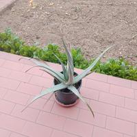 agave
