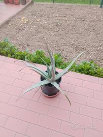 agave