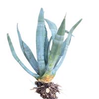 Grande agave americana
