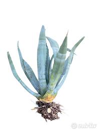 Grande agave americana