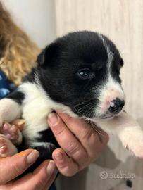 4 cuccioli