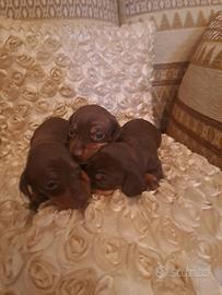 cuccioli bassotti 