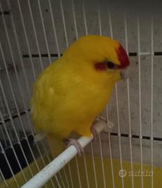 Kakariki