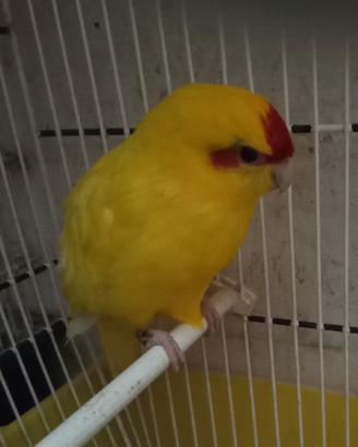 Kakariki