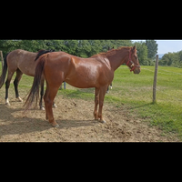 Cavallo