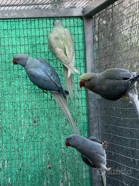 Parrocchetto dal collare