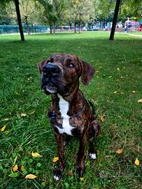 Cane Mastino In Adozione 