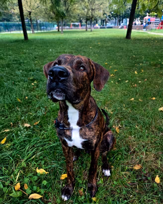 Cane Mastino In Adozione 