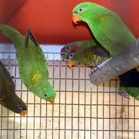 Lorichetto Petto a Scaglie