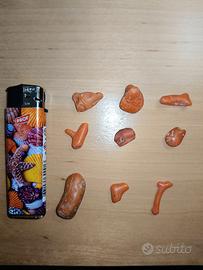 Corallo rosso del Mediterraneo 