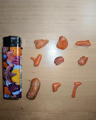 Corallo rosso del Mediterraneo 