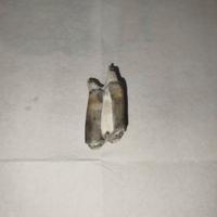 dente  fossile prezzo trattabile 