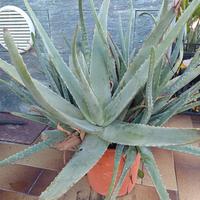 Aloe vera piante multiple