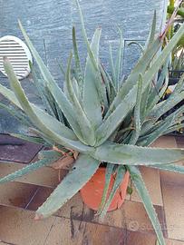 Aloe vera piante multiple