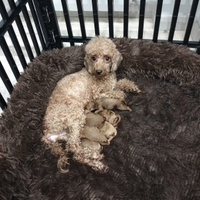 Cuccioli di barboncino nano