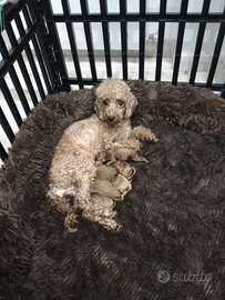 Cuccioli di barboncino nano