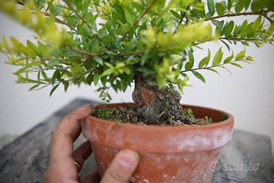 Bonsai di mirto Shohin