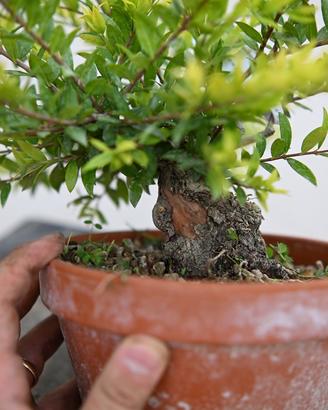 Bonsai di mirto Shohin
