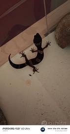 Geco Leopardino Black Night