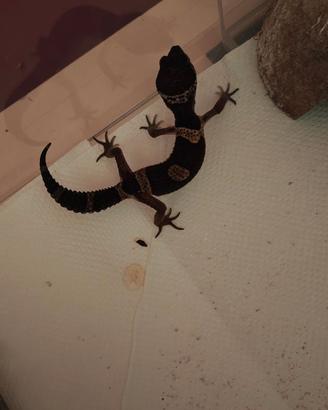 Geco Leopardino Black Night