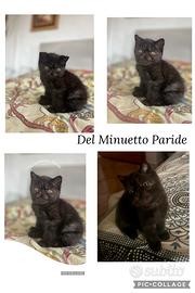 Cicciolo exotic Shorthair