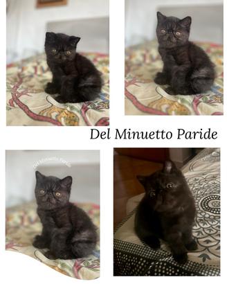 Cicciolo exotic Shorthair
