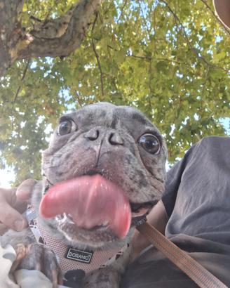 Bulldog Francese Merle