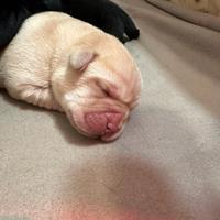 Labrador pedigree cuccioli