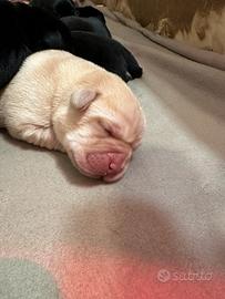 Labrador pedigree cuccioli