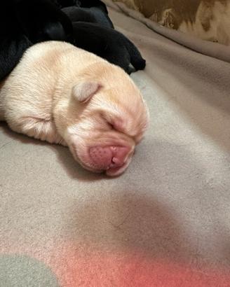 Labrador pedigree cuccioli