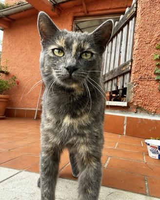 gattina adozione